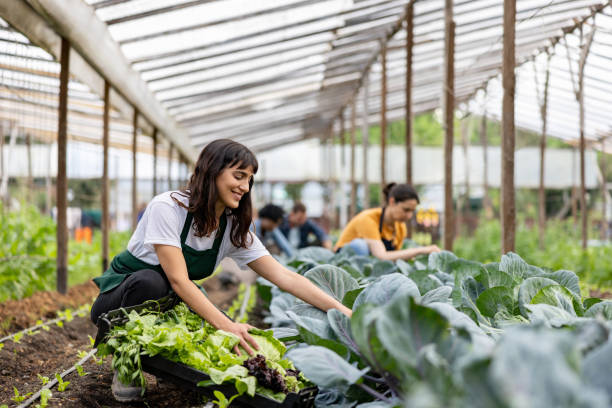Urban Farming: Transforming Cities into Green Food Hubs